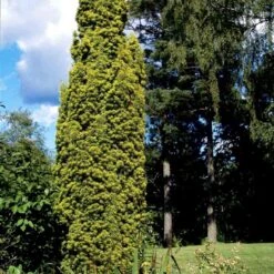 Almindelig Gul Søjletaks 'Fastigiata Aurea'' Taxus Baccata 'Fastigiata Aurea' Med Klump,- 100-120 Cm. 11 Almindelig Gul Søjletaks 'Fastigiata Aurea'' Taxus Baccata 'Fastigiata Aurea' Med Klump,- 100-120 Cm. -Sirius Butik p2121 52844 taxus baccata fastigiata aurea 7e14