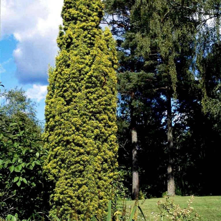 Almindelig Gul Søjletaks 'Fastigiata Aurea'' Taxus Baccata 'Fastigiata Aurea' Med Klump,- 100-120 Cm. 4 Almindelig Gul Søjletaks 'Fastigiata Aurea'' Taxus Baccata 'Fastigiata Aurea' Med Klump,- 100-120 Cm. - Billede 4