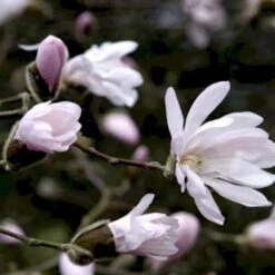 Stjernemagnolia 'Rosea' Magnolia Stellata 'Rosea' Opstammet 130 Cm, 12 Liter Potte