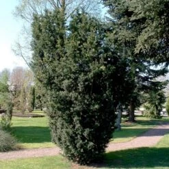 Taks 'Hicksii' Taxus Media 'Hicksii' Med Klump,- 80-100 Cm. -Sirius Butik p2129 52845 taxus media hicksii b8aa