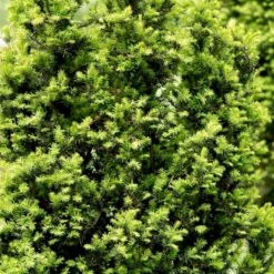 Taks 'Hicksii' Taxus Media 'Hicksii' Med Klump,- 80-100 Cm. -Sirius Butik p2129 52846 taxus media hicksii fc91