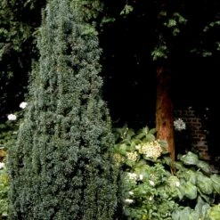 Taks 'Hicksii' Taxus Media 'Hicksii' Med Klump,- 80-100 Cm. -Sirius Butik p2129 52847 taxus media hicksii 2fde