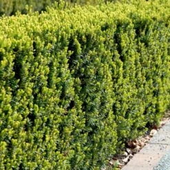 Taks 'Hicksii' Taxus Media 'Hicksii' Med Klump,- 80-100 Cm. -Sirius Butik p2129 52849 taxus media hicksii e6fa