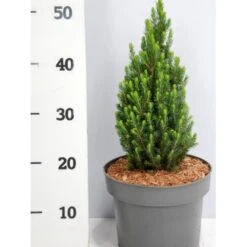 Sukkertopgran 'Zuckerhut' Picea Glauca 'Zuckerhut'(dværgform) Potte 5,0 Liter,- 30-40 Cm.