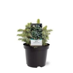 Sitkagran (Podet) 'Tenas' Picea Sitchensis 'Tenas' (dværgform) Potte 3,0 Liter,- 20-25 Cm.