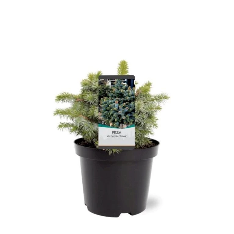 Sitkagran (Podet) 'Tenas' Picea Sitchensis 'Tenas' (dværgform) Potte 3,0 Liter,- 20-25 Cm. 1 Sitkagran (Podet) 'Tenas' Picea Sitchensis 'Tenas' (dværgform) Potte 3,0 Liter,- 20-25 Cm.