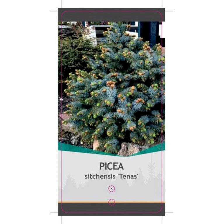 Sitkagran (Podet) 'Tenas' Picea Sitchensis 'Tenas' (dværgform) Potte 3,0 Liter,- 20-25 Cm. 3 Sitkagran (Podet) 'Tenas' Picea Sitchensis 'Tenas' (dværgform) Potte 3,0 Liter,- 20-25 Cm. - Billede 3