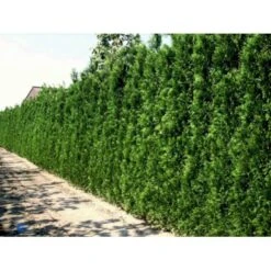 Almindelig Thuja 'Brabant' Thuja Occidentalis 'Brabant' Potte 4,0 Liter,- 80-100 Cm. -Sirius Butik p2140 1668 thuja occidentalis brabrant 373f