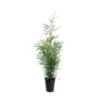 Almindelig Thuja 'Brabant' Thuja Occidentalis 'Brabant' Potte 4,0 Liter,- 80-100 Cm.