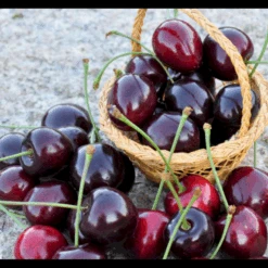 Sød Kirsebær 'Kordia' - Kræver Bestøver Prunus X 'Kordia' - Kræver Bestøver 4-8 Grene, 130-170 Cm. 10 Liter Potte (Colt)