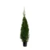 Almindelig Thuja 'Smaragd' Thuja Occidentalis 'Smaragd' Potte 10 Liter,- 125-150 Cm.
