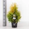 Almindelig Thuja 'Yellow Ribbon' Thuja Occidentalis 'Yellow Ribbon' Potte 3,0 Liter,- 40-60 Cm.
