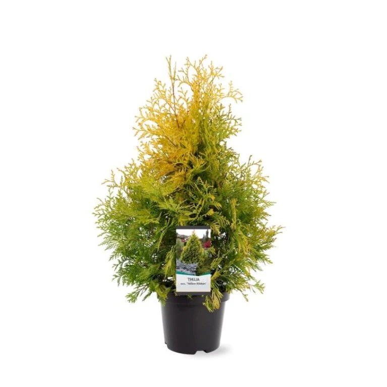 Almindelig Thuja 'Yellow Ribbon' Thuja Occidentalis 'Yellow Ribbon' Potte 3,0 Liter,- 40-60 Cm. 3 Almindelig Thuja 'Yellow Ribbon' Thuja Occidentalis 'Yellow Ribbon' Potte 3,0 Liter,- 40-60 Cm. - Billede 3