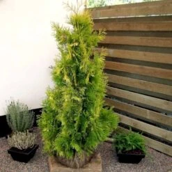 Almindelig Thuja 'Yellow Ribbon' Thuja Occidentalis 'Yellow Ribbon' Potte 3,0 Liter,- 40-60 Cm. 11 Almindelig Thuja 'Yellow Ribbon' Thuja Occidentalis 'Yellow Ribbon' Potte 3,0 Liter,- 40-60 Cm. -Sirius Butik p2146 52860 thuja occidentalis yellow ribbon 128a