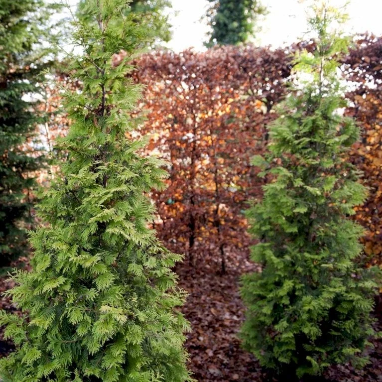 Almindelig Thuja 'Yellow Ribbon' Thuja Occidentalis 'Yellow Ribbon' Potte 3,0 Liter,- 40-60 Cm. 5 Almindelig Thuja 'Yellow Ribbon' Thuja Occidentalis 'Yellow Ribbon' Potte 3,0 Liter,- 40-60 Cm. - Billede 5