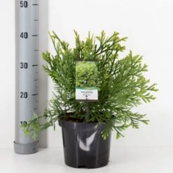 Hønsebenstræ Thujopsis Dolobrata Potte 3,0 Liter,- 25-30 Cm. -Sirius Butik p2149 33485 thujopsis dolobrata 0e7c