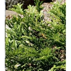 Hønsebenstræ Thujopsis Dolobrata Potte 3,0 Liter,- 25-30 Cm. -Sirius Butik p2149 36937 thujopsis dolobrata fa00