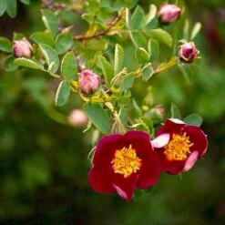 'Single Cherry' Rosa Pimpinellifolia 'Single Cherry' (Klitrose) A-Kvalitet,- Barrods Roser Min. 3 Grene -Sirius Butik p21511 52898 rosa pimpinellifolia single cherry klitrose 5e22