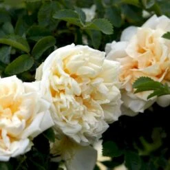 Rynket Rose 'Agnes' Rosa Rugosa 'Agnes' A-Kvalitet,- Barrods Roser Min. 3 Grene -Sirius Butik p21540 52286 rosa rugosa agnes 03ca