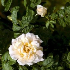 Rynket Rose 'Agnes' Rosa Rugosa 'Agnes' A-Kvalitet,- Barrods Roser Min. 3 Grene -Sirius Butik p21540 52287 rosa rugosa agnes c0ac