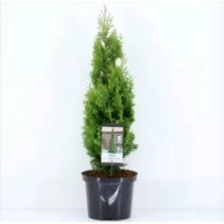 Almindelig Thuja 'Degroots Spire' Thuja Occidentalis 'Degroots Spire' Potte 3,0 Liter,- 30-40 Cm. -Sirius Butik p21634 36690 thuja occidentalis degroots spire f374