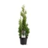 Almindelig Thuja 'Degroots Spire' Thuja Occidentalis 'Degroots Spire' Potte 3,0 Liter,- 30-40 Cm.