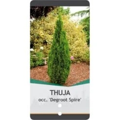 Almindelig Thuja 'Degroots Spire' Thuja Occidentalis 'Degroots Spire' Potte 3,0 Liter,- 30-40 Cm. -Sirius Butik p21634 38839 image 1d23