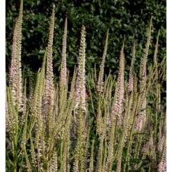 Virginsk Ærenpris 'Pink Glow' Veronicastrum Virginicum 'Pink Glow' 2 Liter Potte