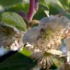 Kiwi 'Male' Actinidia Chinensis 'Male' (Hanplanter) Potte 2,0 Liter,- Opbundet