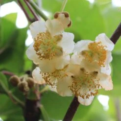 Kiwi 'Male' Actinidia Chinensis 'Male' (Hanplanter) Potte 2,0 Liter,- Opbundet 6 Kiwi 'Male' Actinidia Chinensis 'Male' (Hanplanter) Potte 2,0 Liter,- Opbundet -Sirius Butik p21774 50528 actinidia chinensis male hanplanter 5674