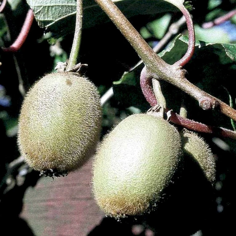Kiwi 'Jenny' Actinidia Chinensis 'Jenny' (Selvbestøvende) Potte 2,0 Liter,- Opbundet 2 Kiwi 'Jenny' Actinidia Chinensis 'Jenny' (Selvbestøvende) Potte 2,0 Liter,- Opbundet - Billede 2