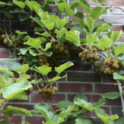 Kiwi 'Jenny' Actinidia Chinensis 'Jenny' (Selvbestøvende) Potte 2,0 Liter,- Opbundet 9 Kiwi 'Jenny' Actinidia Chinensis 'Jenny' (Selvbestøvende) Potte 2,0 Liter,- Opbundet -Sirius Butik p21775 50527 actinidia chinensis jenny selvbestoevende 1920