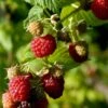 Sommer Hindbær 'Willamette' Rubus Idaeus 'Willamette' Potte 3,0 Liter,- Opbundet