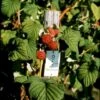 Sommer Hindbær 'Preussen II' Rubus Idaeus 'Preussen II' Potte 3,0 Liter,- Opbundet