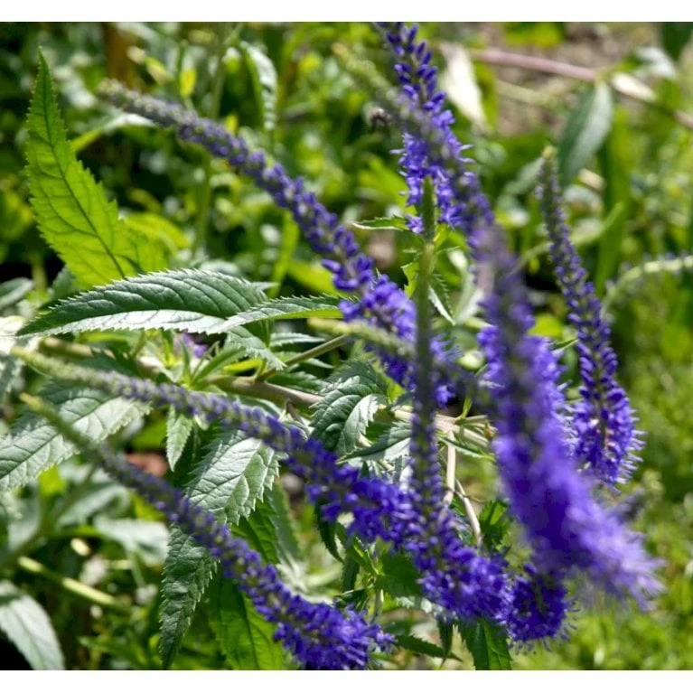 Akseærenpris Veronica Spicata 'Nana Blauteppich' 1 Liter Potte 1 Akseærenpris Veronica Spicata 'Nana Blauteppich' 1 Liter Potte