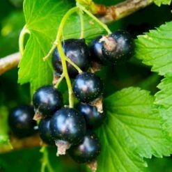 Solbær 'Øjebyn' Ribes Nigrum 'Øjebyn' 5 Liter Potte