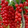 Ribs 'Rolan' Ribes Rubrum 'Rolan' 3,5 Liter Potte