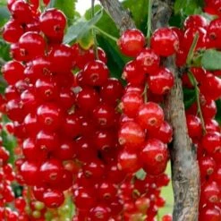 Fremhævede Produkter 12 Ribs 'Rolan' Ribes Rubrum 'Rolan' 3,5 Liter Potte