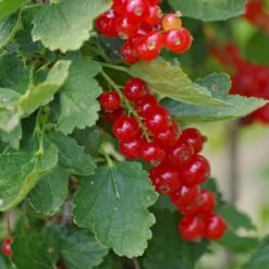 Ribs 'Rolan' Ribes Rubrum 'Rolan' 3,5 Liter Potte -Sirius Butik p22168 50632 ribes rubrum rolan 5b2f
