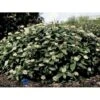Dværgkvalkved Viburnum Davidii Potte 3,0 Liter,- 25-30 Cm.