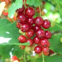 Ribs 'Rosetta' Ribes Rubrum 'Rosetta' 5 Liter Potte -Sirius Butik p22170 50633 ribes rubrum rosetta 79b1