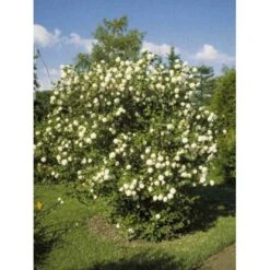 Snebolle Viburnum Opulus 'Roseum' Med Klump,- 125-150 Cm.