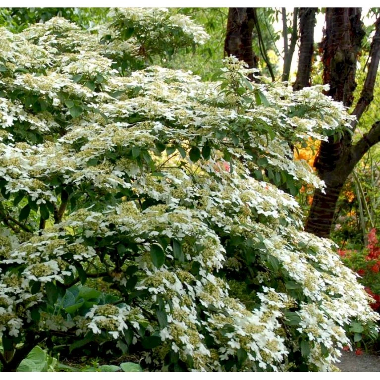 Japansk Etage-Snebolle 'Mariesii' Viburnum Plicatum 'Mariesii' Med Klump,- 100-120 Cm. 1 Japansk Etage-Snebolle 'Mariesii' Viburnum Plicatum 'Mariesii' Med Klump,- 100-120 Cm.