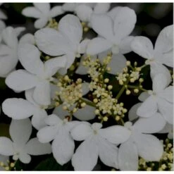 Japansk Etage-Snebolle 'Mariesii' Viburnum Plicatum 'Mariesii' Med Klump,- 100-120 Cm. 8 Japansk Etage-Snebolle 'Mariesii' Viburnum Plicatum 'Mariesii' Med Klump,- 100-120 Cm. -Sirius Butik p2222 37488 viburnum plicatum mariesii 247b