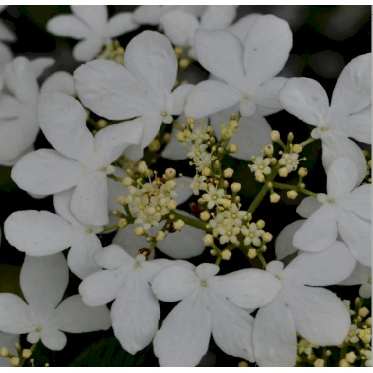 Japansk Etage-Snebolle 'Mariesii' Viburnum Plicatum 'Mariesii' Med Klump,- 100-120 Cm. 3 Japansk Etage-Snebolle 'Mariesii' Viburnum Plicatum 'Mariesii' Med Klump,- 100-120 Cm. - Billede 3