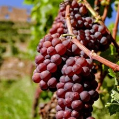 Vin 'Vanessa' Vitis Vinifera 'Vanessa' Potte 3,0 Liter,- Opbundet 80-100 Cm. -Sirius Butik p2234 50703 vitis vinifera vanessa 6622