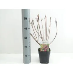 Klokkebusk 'Bristol Ruby' Weigela Hybrid 'Bristol Ruby' Potte 2,0 Liter,- 40-60 Cm.