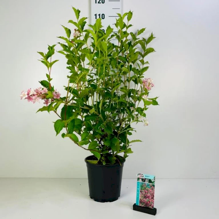Klokkebusk 'Styriaca' Weigela Hybrid 'Styriaca' Potte 6,5 Liter 60-80 Cm. 1 Klokkebusk 'Styriaca' Weigela Hybrid 'Styriaca' Potte 6,5 Liter 60-80 Cm.