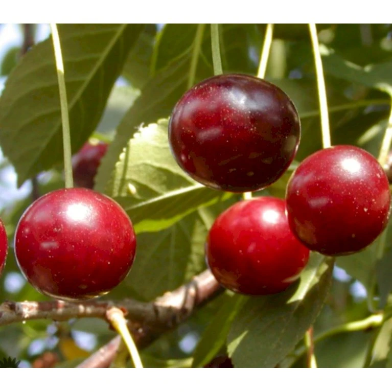 Surkirsebær 'Fanal' Prunus Cerasus 'Fanal' 4-8 Grene, 130-170 Cm. 10 Liter Potte (Colt) 1 Surkirsebær 'Fanal' Prunus Cerasus 'Fanal' 4-8 Grene, 130-170 Cm. 10 Liter Potte (Colt)