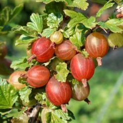 Stikkelsbær 'Captivator' Ribes Uva-crispa 'Captivator' 5 Liter Potte -Sirius Butik p22695 50638 ribes uva crispa captivator cd8f